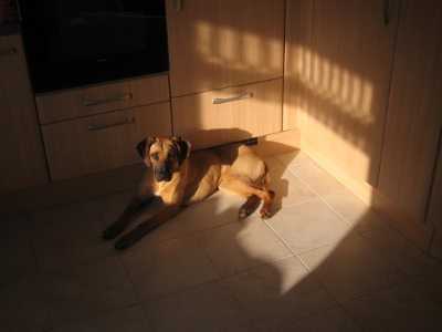 Ginger in der Sonne