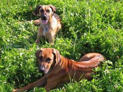 Ridgebacks im Gras