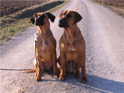 gemeinsames Portrait