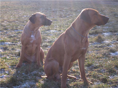 Hunde auf der Wiese