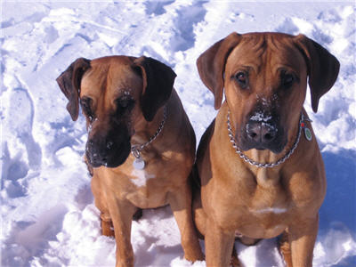 Ridgeback-Schnauzen im Schnee