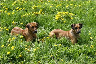 Ridgebacks in der Wiese