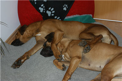 Ridgebacks beim Kuscheln