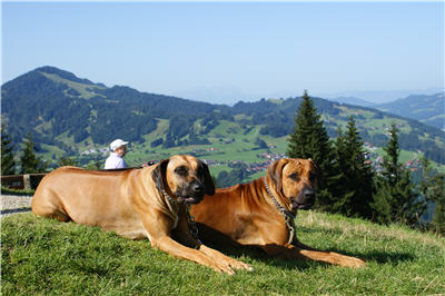 Ginger und Finn auf'm Berg