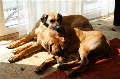 Ginger und Finn kuscheln in der Sonne